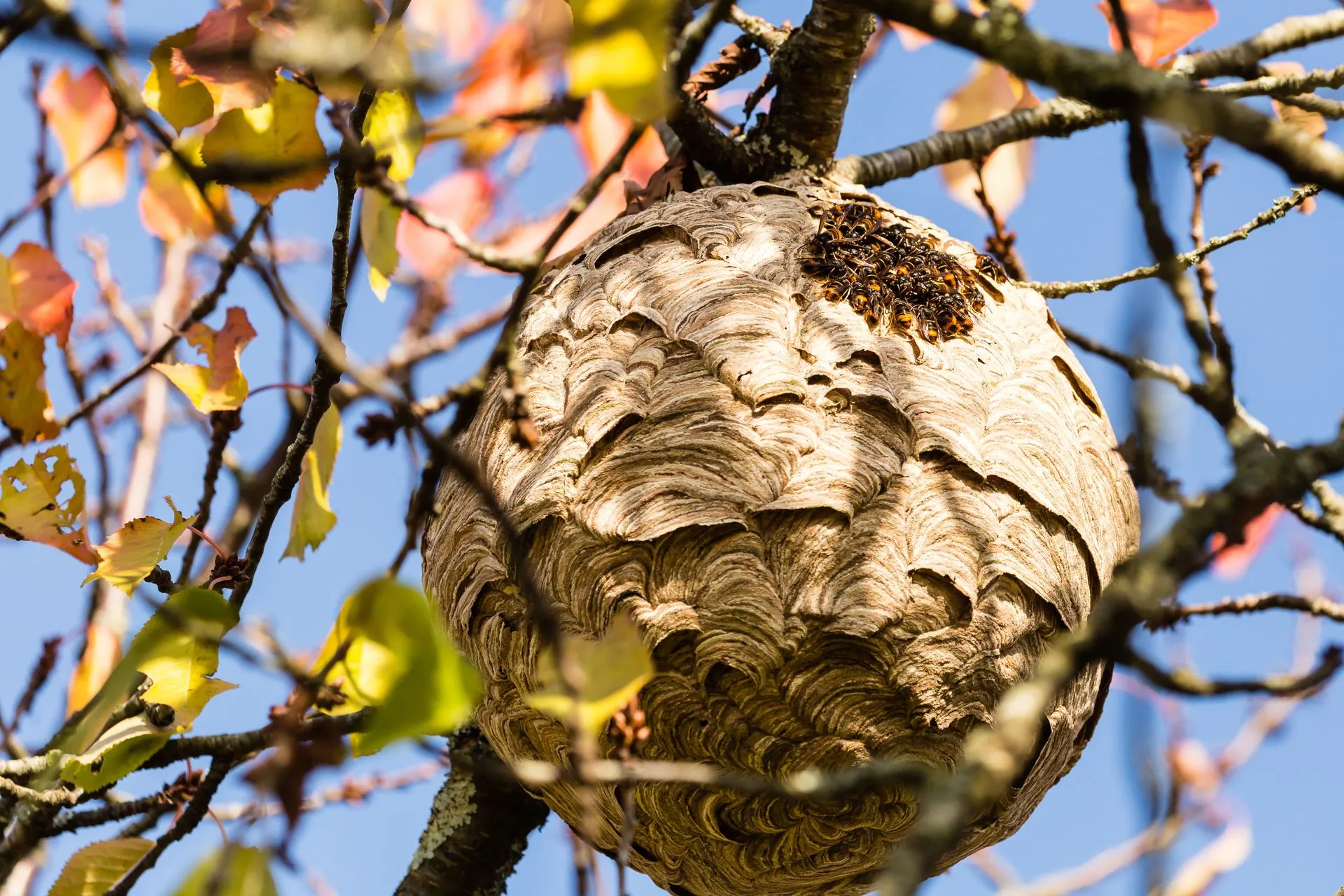 Nid de frelons asiatiques en hauteur