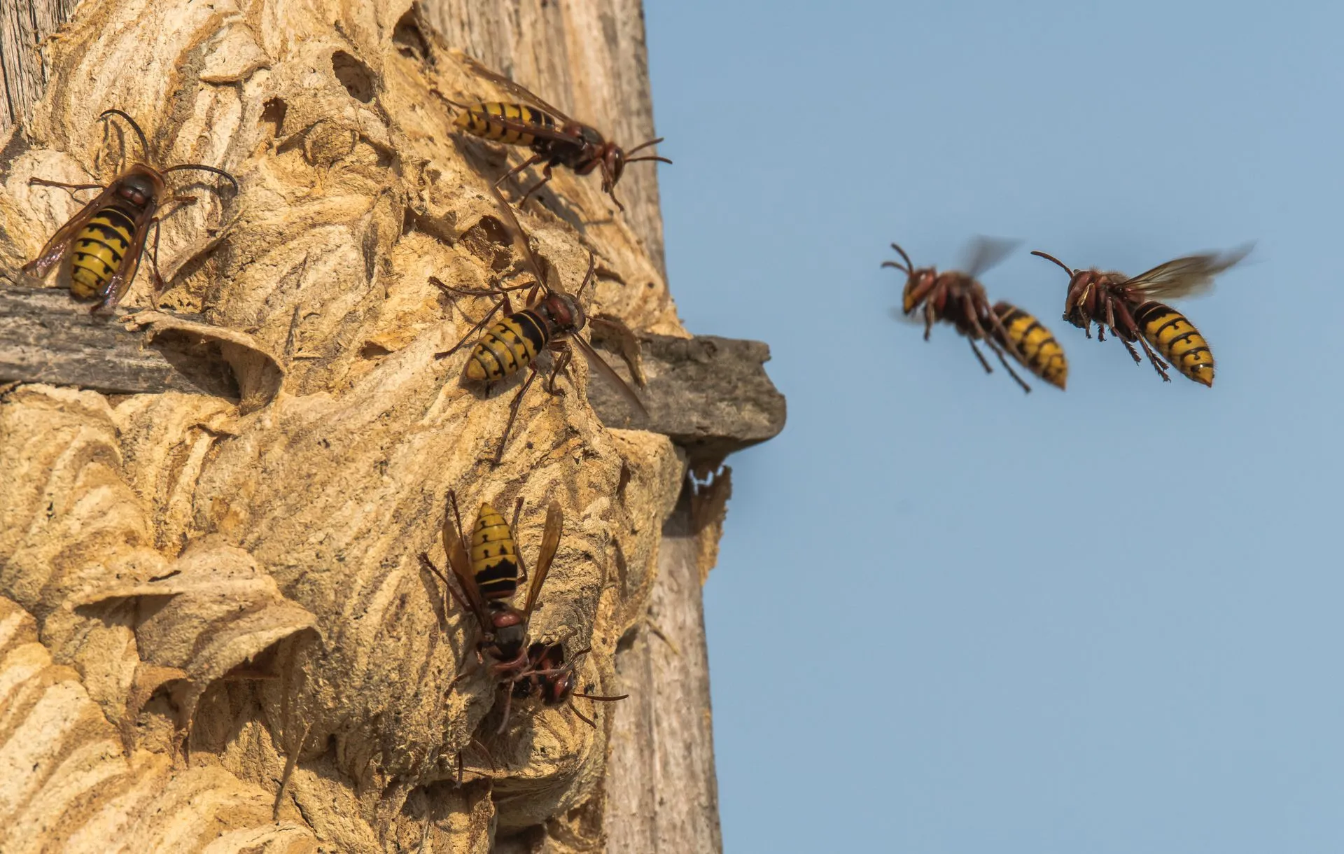 Frelons en vol devant un tronc d'arbre